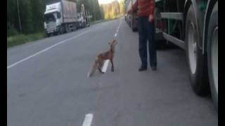 ДАЛЬНОБОЙ ( ДАЛЬНОБОЙЩИКИ.Truckers )