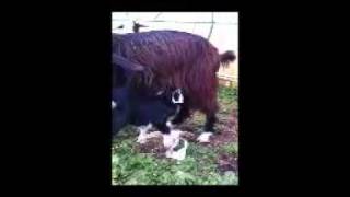 VIDEO CAPRETTI