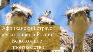 Африканские страусы легко живут в России. Их мясо, кожа, яйца и перья - безотходное производство