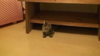 テーブルの下から猫　　cat from the bottom of the table