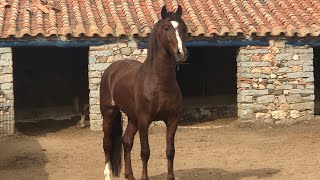 Caballo semental.horse mating.mare in heat