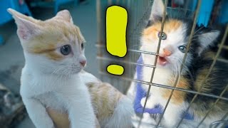 Рыжик на птичьем рынке нашел котенка от Куки