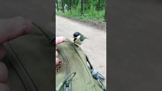 Покормил птенца синицы / Feed the titmouse