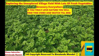 Exploring The Unexplored Village Field With Lots Of Fresh Vegetables| Looks Like Greenery Everywhere
