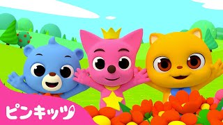 Pop Pop Poppity Pop | 英語童謡 | 楽しくホップ！ポップ！ | ピンキッツ! 童謡と子どもの動画