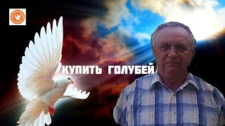 Купить голубей