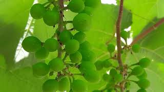 UVAS TROPICALES EN FLORACIÓN EN VITIS VIDOR - Video 2