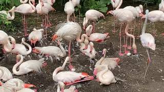 Home Safari - flamingo nests