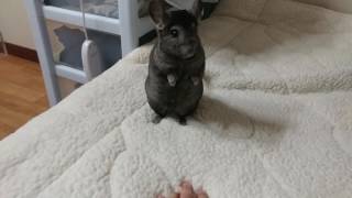 멍때리는 친칠라와 악수하기(Shaking hands with Chinchilla)