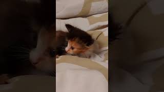 киска. малышка. трехцветная. богиня