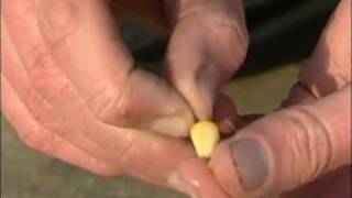 Hooking Sweetcorn