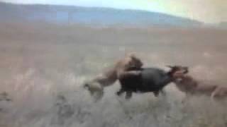 Best animals fights  with wild animals 2016 lion tiger bear attack Fight Lions Attack a Buffalo