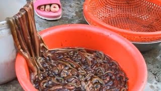 Săn bắt dời biển kiếm thu nhập khủng (sea worm hunting) - nguồn Vnexpress