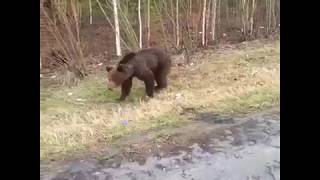 вот  что может произойти при встрече с медведем