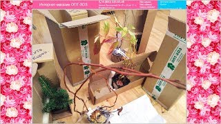 Распаковка посылки почты России с саженцами из интернет магазина Опт-хоз