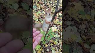 Сомневался, что Копия сможет залезть на тонкий прутик / Copy climbed on a twig