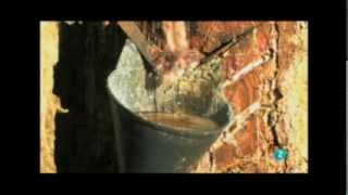 Reportaje sobre resina- El bosque protector