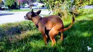 ???? tiny dog takes a massive poop 5  ? so satisfying
