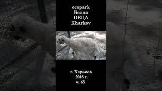  ЭкоПарк Харьков ч.65 / Белая ОВЕЧКА / 2018 г. #shorts