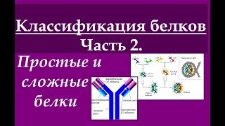 Биохимия. Классификация белков. Ч.2. Простые и сложные белки.