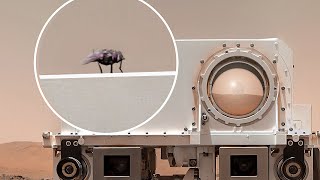 La mosca que viajó a Marte con Perseverance / Animación