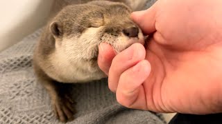 カワウソさくら 口の「ω」を触りまくった I touched the "ω" in the mouth of the otter