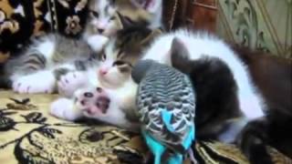 Кошки. Приколы. Попугай и котята.