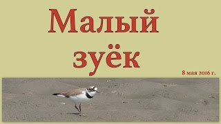 Малый зуёк 8 мая 2016