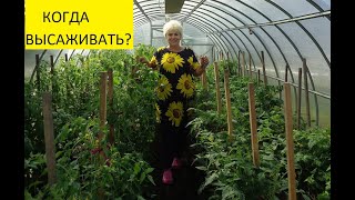 Как высчитать дату высадки томатов в теплицу? Ольга Чернова
