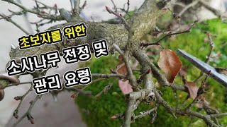 BONSAI(분재) #38_소사나무 분재 겨울철 관리방법_초보분재탈출