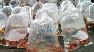 พาชมตลาดปลาสวยงาม ที่ตลาดจตุจักร