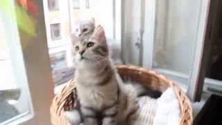 Amante's Siberian kittens Beethoven, Ballerina and Bel canto playing