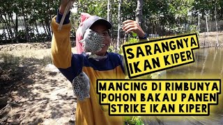 Mancing Di Rimbunya Pohon Bakau Panen Strike Ikan Kiper || Rokhman Ewodz Vlog