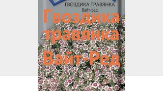 Гвоздика обыкновенный Травянка Вайт Ред ? обзор: как сажать, семена гвоздики Травянка Вайт Ред