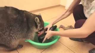 Raccoon will wash everything you love!