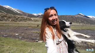 半斤汪vlog 11：一人一狗房车旅行，调皮狗子要累坏女主了，然乌湖边还遇到小边牧！