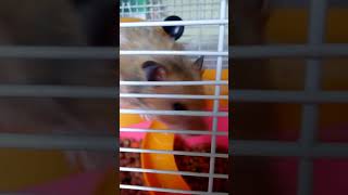 Тайная жизнь хомяка - Secret Life Hamster - Pets