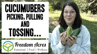 Cucumbers ~Picking, Pulling and Tossing Fun