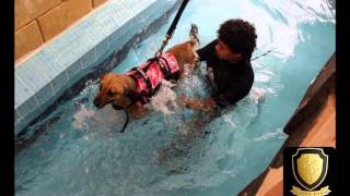 Happy paws Egypt  complete vet care  خدمات مركز هابى بوز للحيوانات الاليفه