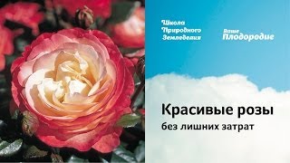 Красивые розы без лишних затрат
