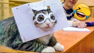 Funniest Cat Videos That Make Your Day Better