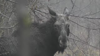 Загонная охота на кабана и косулю. 10 ноября 2018г.