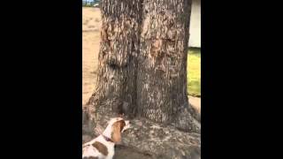 (Periscope replay) Angie goes squirrel hunting! (6-27-15)