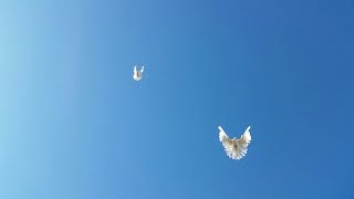 Николаевские голуби. Pigeons/ Небольшая тренировка (Крым)