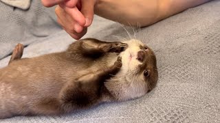 カワウソと指と指でタッチし合うのが楽しすぎた otter and I had too much fun touching each other finger to finger.