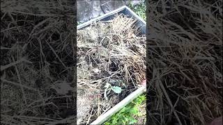 Никогда не оставляйте почву открытой #shorts