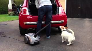 Daisy Auto Putzen