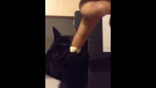 Hardcore pussy licking