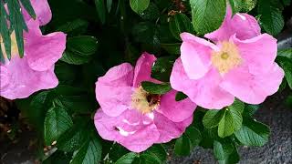 Пчелы и шмели опыляют шиповник. Bees and bumblebees pollinate dogrose.