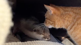 毛布の中でカワウソと猫の戦いが始まった！ In the blanket, the battle between the otter and the cat has begun!
